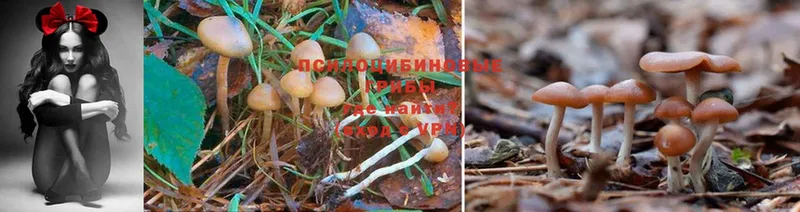 Псилоцибиновые грибы MAGIC MUSHROOMS  Белинский 